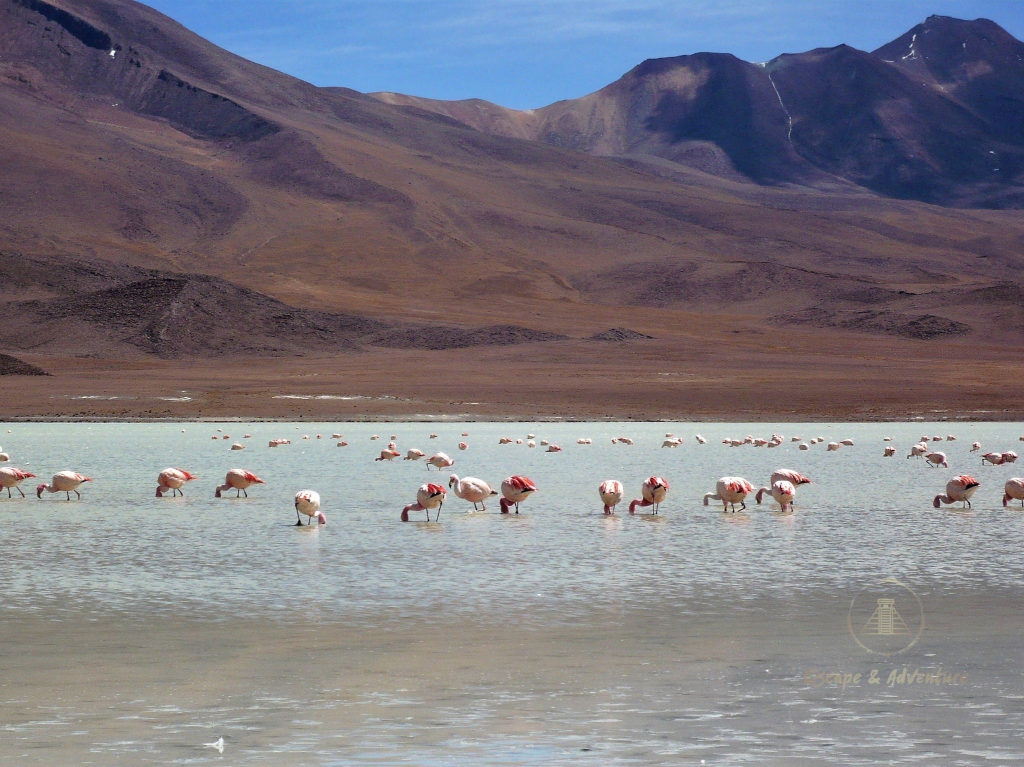 A flock of pink flamingos feeding in a lake on the Bolivian Altiplano representing environmental biodiversity and natural habitats.